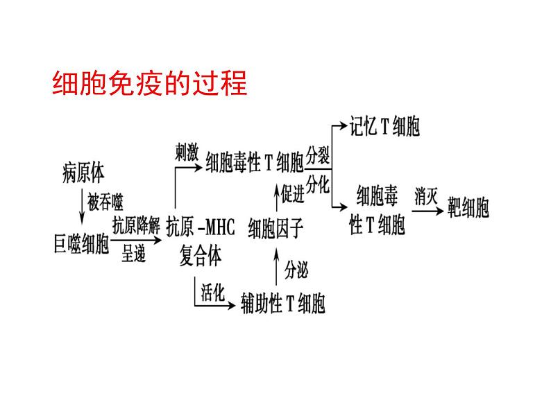 2022届高三生物一轮复习课件：体液免疫和细胞免疫第4页