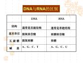 苏教版高中生物必修2第2章第三节《基因控制蛋白质的合成》微课教学课件