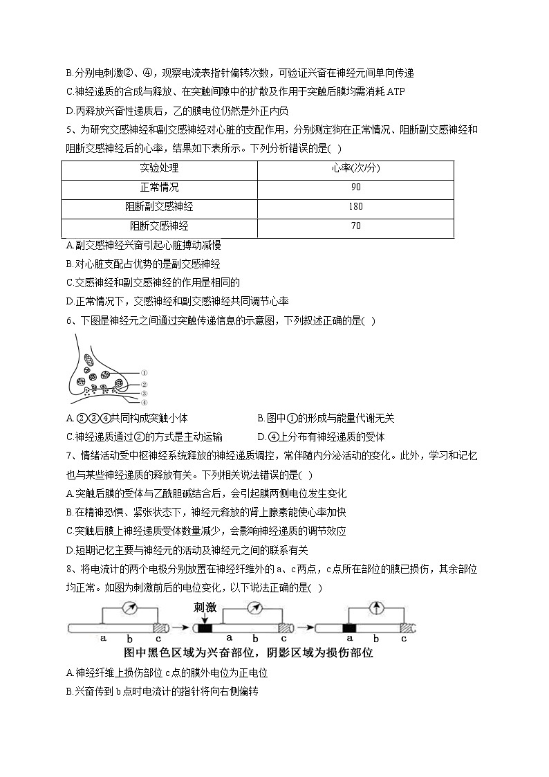 2022-2023学年人教版（2019）选择性必修一第2章 神经调节   单元测试卷(word版含答案)02