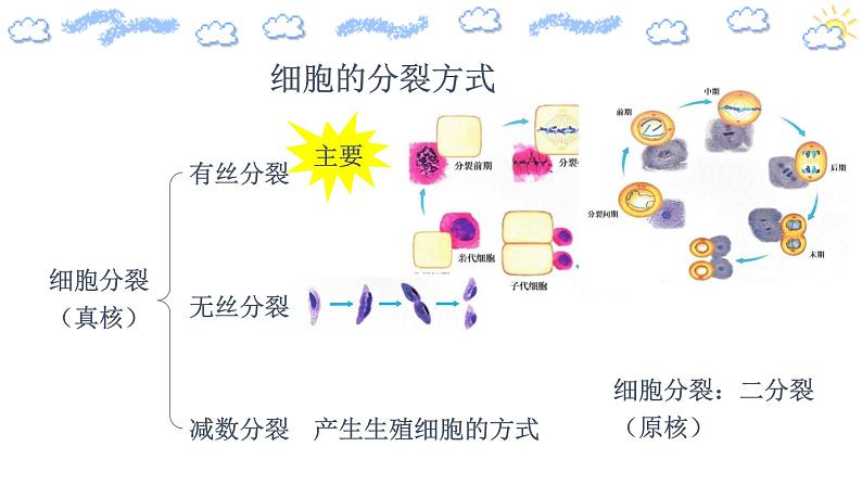 6.1.1细胞的增殖（第一课时）第7页