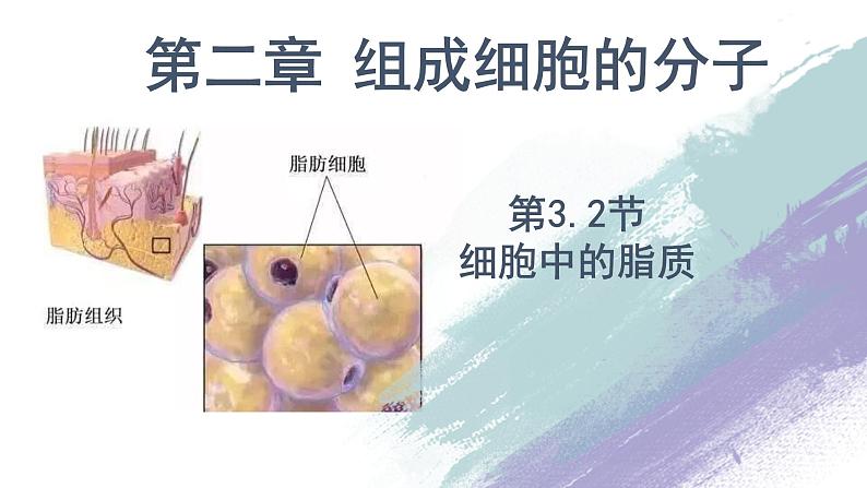 2.3组成细胞的分子细胞中的糖类第二课时第1页