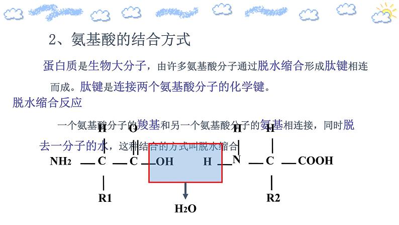 2.4.2蛋白质是生命活动的主要承担者）第5页