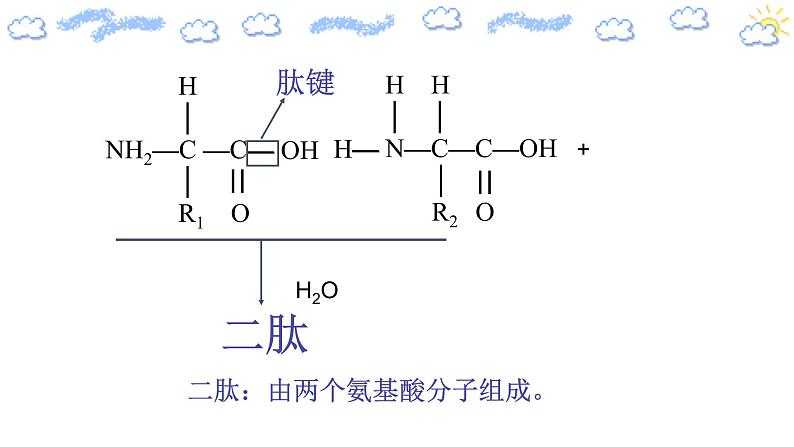 2.4.2蛋白质是生命活动的主要承担者）第6页