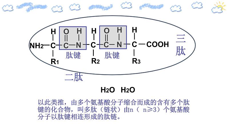 2.4.2蛋白质是生命活动的主要承担者）第7页