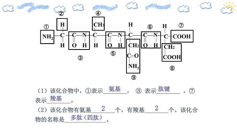 2.4.2蛋白质是生命活动的主要承担者）第8页