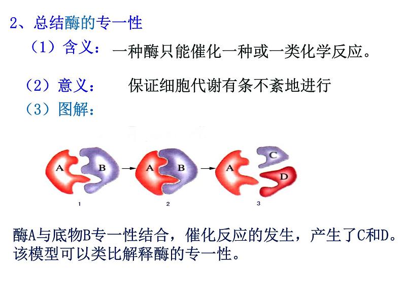 5.1降低化学反应活化能的酶 课件06