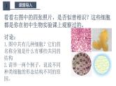 1.2细胞的多样性和统一性 课件