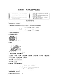 高中生物人教版 (2019)必修1《分子与细胞》第2节 细胞的多样性和统一性第2课时导学案