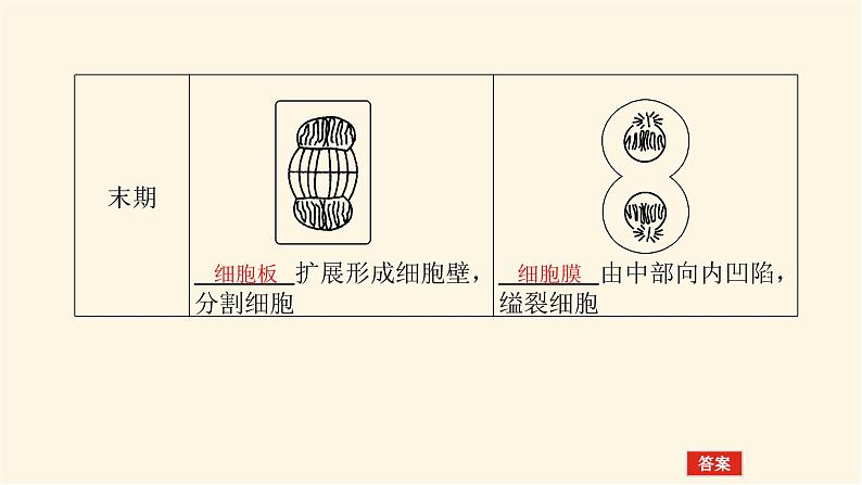 人教版高中生物学必修一第6章细胞的生命历程导学案+课件04