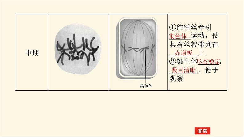 人教版高中生物学必修一第6章细胞的生命历程导学案+课件06