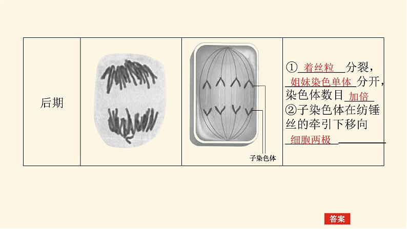 人教版高中生物学必修一第6章细胞的生命历程导学案+课件07