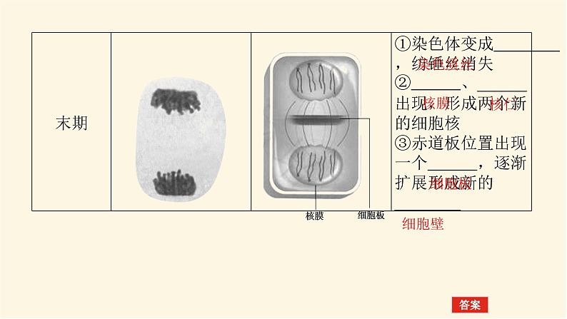人教版高中生物学必修一第6章细胞的生命历程导学案+课件08