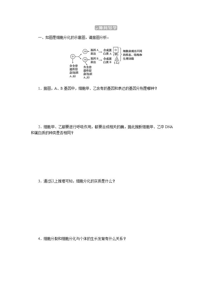 人教版高中生物学必修一第6章细胞的生命历程导学案+课件02
