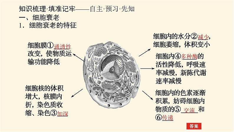 人教版高中生物学必修一第6章细胞的生命历程导学案+课件03