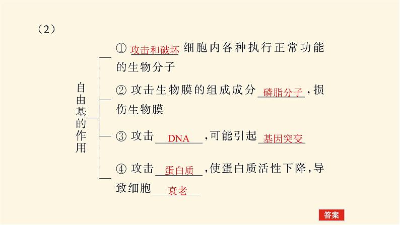 人教版高中生物学必修一第6章细胞的生命历程导学案+课件05