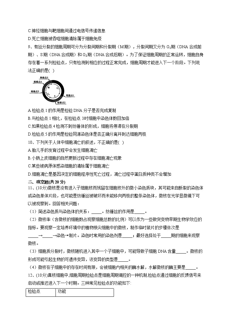 2022-2023学年人教版（2019）必修一第6章 细胞的生命历程  单元测试卷(word版含答案)第3页