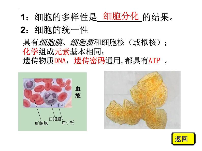 2023届高三一轮复习生物：细胞的多样性和统一性（19）课件第2页