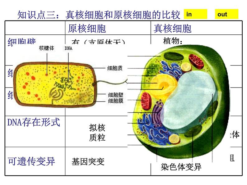 2023届高三一轮复习生物：细胞的多样性和统一性（19）课件第8页