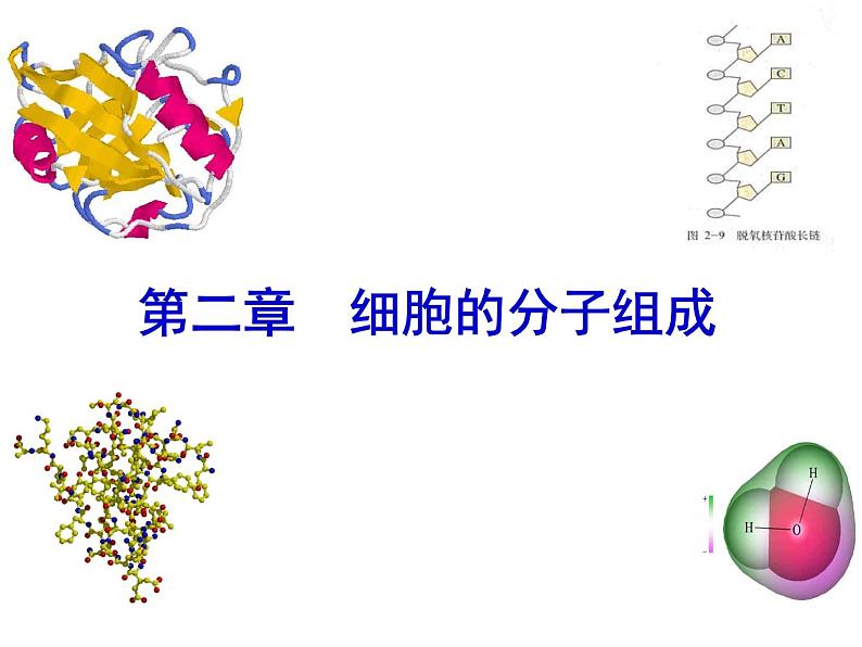 2023届高三一轮复习生物：必修1 第2章 核酸课件第1页