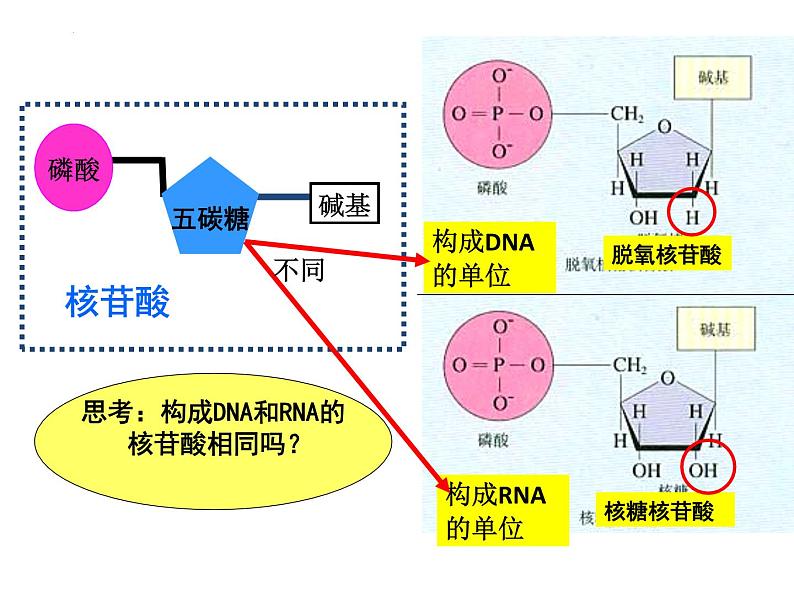 2023届高三一轮复习生物：必修1 第2章 核酸课件第4页