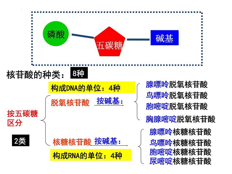 2023届高三一轮复习生物：必修1 第2章 核酸课件第5页