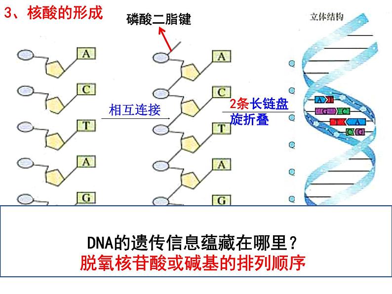 2023届高三一轮复习生物：必修1 第2章 核酸课件第6页