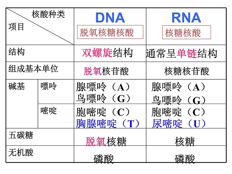 2023届高三一轮复习生物：必修1 第2章 核酸课件第7页