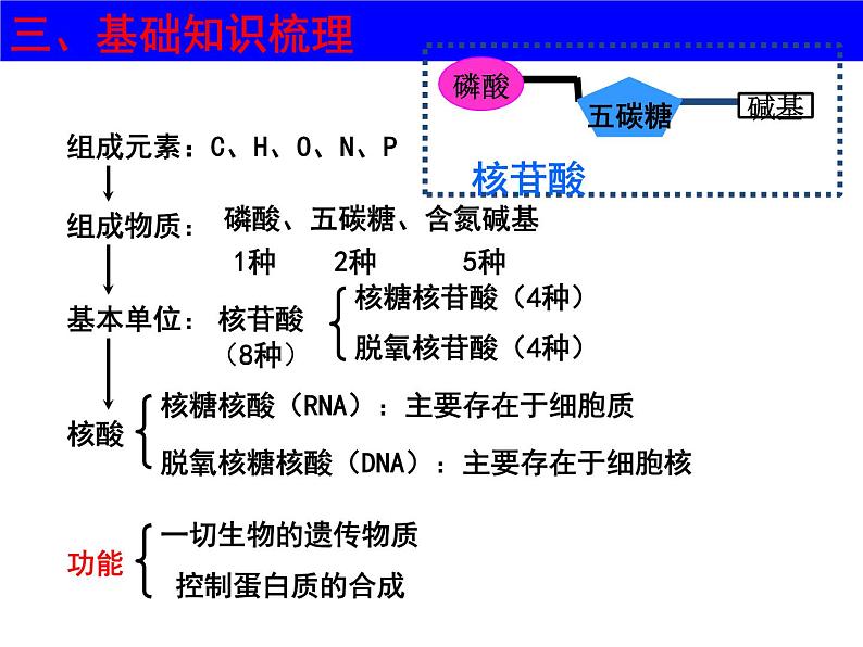 2023届高三一轮复习生物：必修1 第2章 核酸课件第8页