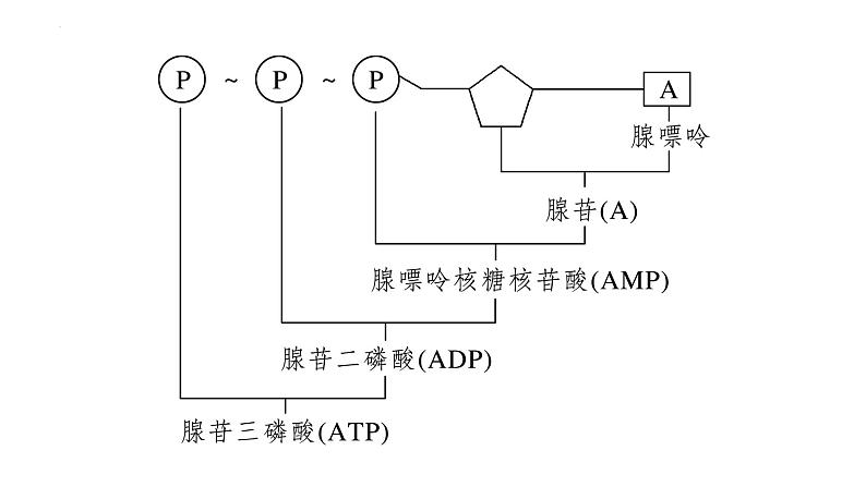 2023届高三一轮复习生物：第2课时 ATP课件第2页