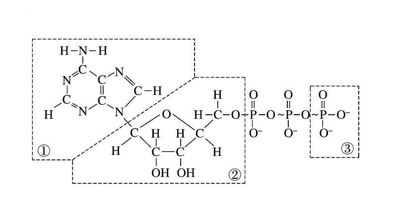 2023届高三一轮复习生物：第2课时 ATP课件第3页