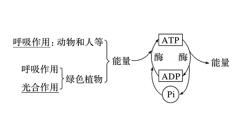 2023届高三一轮复习生物：第2课时 ATP课件第5页