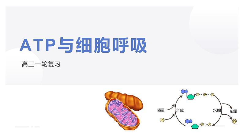 2023届高三一轮复习生物：ATP与细胞呼吸课件01