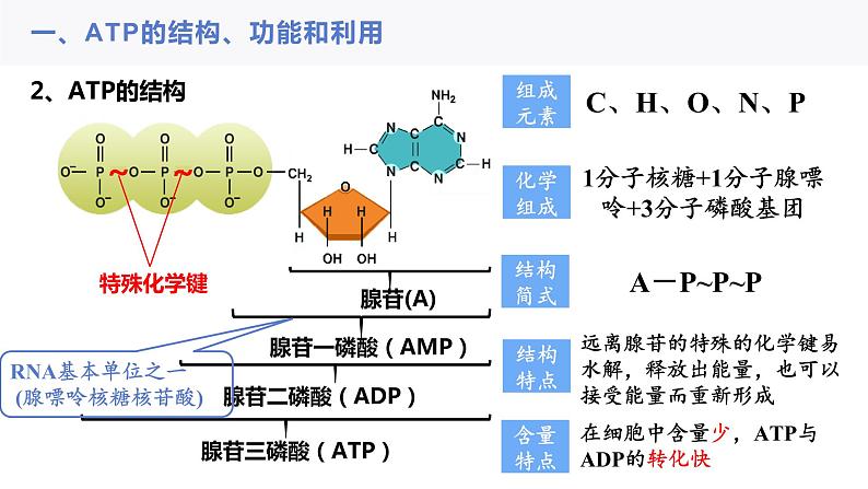 2023届高三一轮复习生物：ATP与细胞呼吸课件04