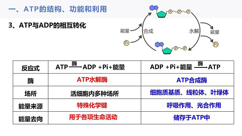 2023届高三一轮复习生物：ATP与细胞呼吸课件05