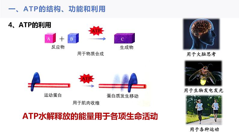 2023届高三一轮复习生物：ATP与细胞呼吸课件06