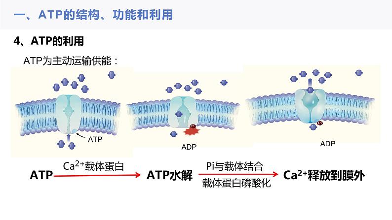 2023届高三一轮复习生物：ATP与细胞呼吸课件07