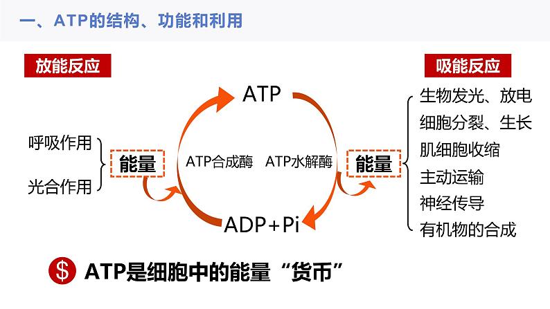 2023届高三一轮复习生物：ATP与细胞呼吸课件08