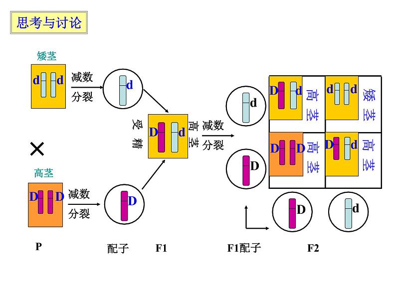 2023届高三一轮复习生物：必修二第二章第2、3节  基因在染色体上和伴性遗传课件第3页