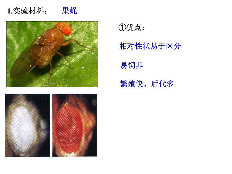 2023届高三一轮复习生物：必修二第二章第2、3节  基因在染色体上和伴性遗传课件第6页