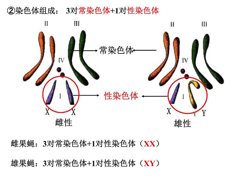 2023届高三一轮复习生物：必修二第二章第2、3节  基因在染色体上和伴性遗传课件第7页