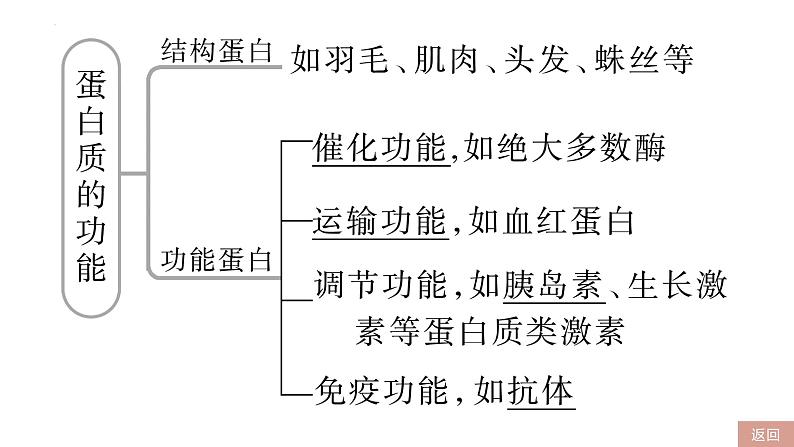 2023届高三一轮复习生物：第3课时 蛋白质和核酸课件第4页