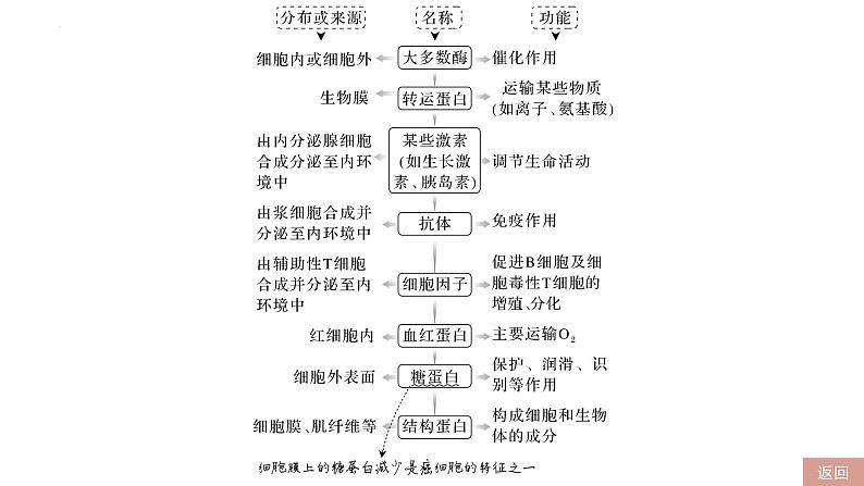 2023届高三一轮复习生物：第3课时 蛋白质和核酸课件第5页