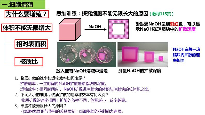 2023届高三一轮复习生物：细胞的增殖课件第3页