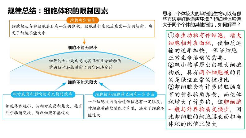 2023届高三一轮复习生物：细胞的增殖课件第4页