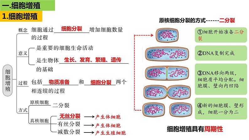 2023届高三一轮复习生物：细胞的增殖课件第5页