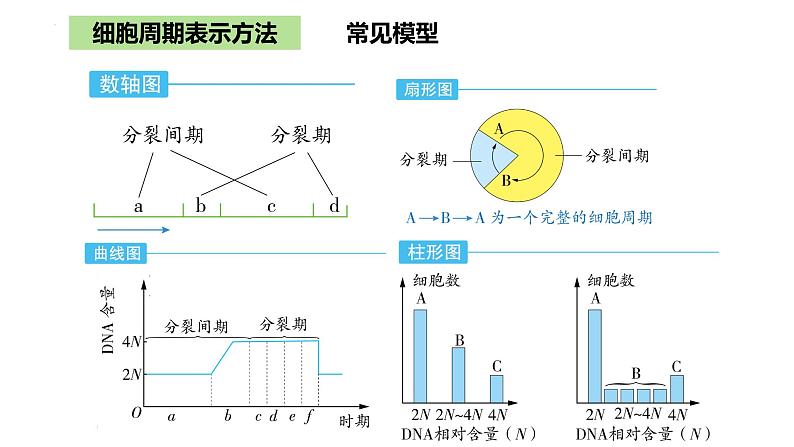 2023届高三一轮复习生物：细胞的增殖课件第7页