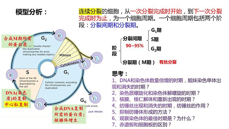 2023届高三一轮复习生物：细胞的增殖课件第8页