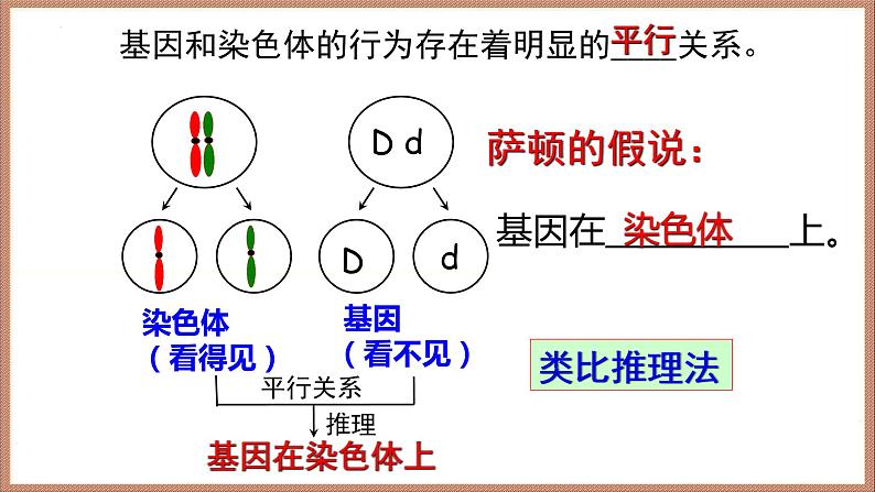 2022届高三生物一轮复习课件：基因在染色体上和伴性遗传第5页