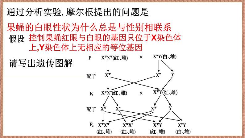 2022届高三生物一轮复习课件：基因在染色体上和伴性遗传第7页