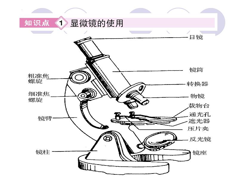 2023届高三一轮复习生物：人教版高中生物：细胞的多样性和统一性 (20)课件第5页